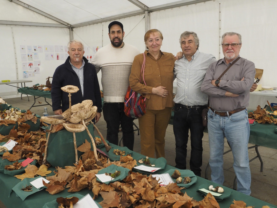 La exposición de setas de Viriato supera los 150 ejemplares y exhibe tres no citados hasta ahora en Galicia