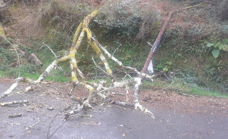 Los Bomberos talan un árbol caído sobre un poste telefónico que cortó el tráfico en As Somozas