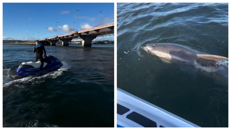 El cariñoso delfín que se "enamoró" de dos naroneses en la ría de Ferrol