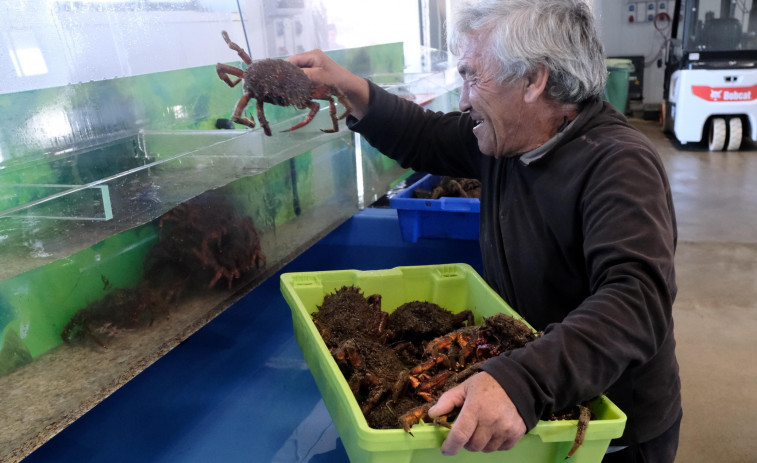 Arranca la campaña de la centolla en la ría de Ferrol con grandes expectativas por parte de los pósitos locales