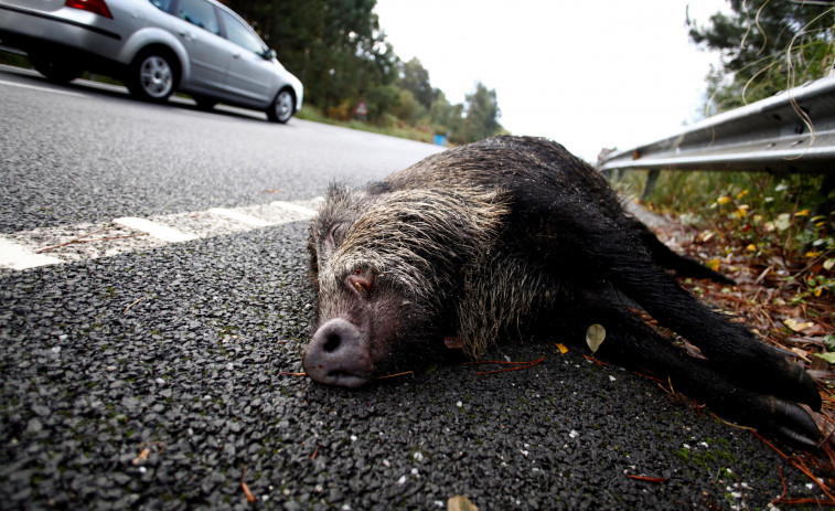 Un atropello a un jabalí en Sedes se salda con dos trasladados al Marcide