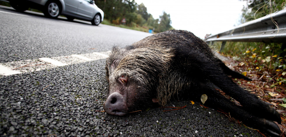 Un atropello a un jabalí en Sedes se salda con dos trasladados al Marcide