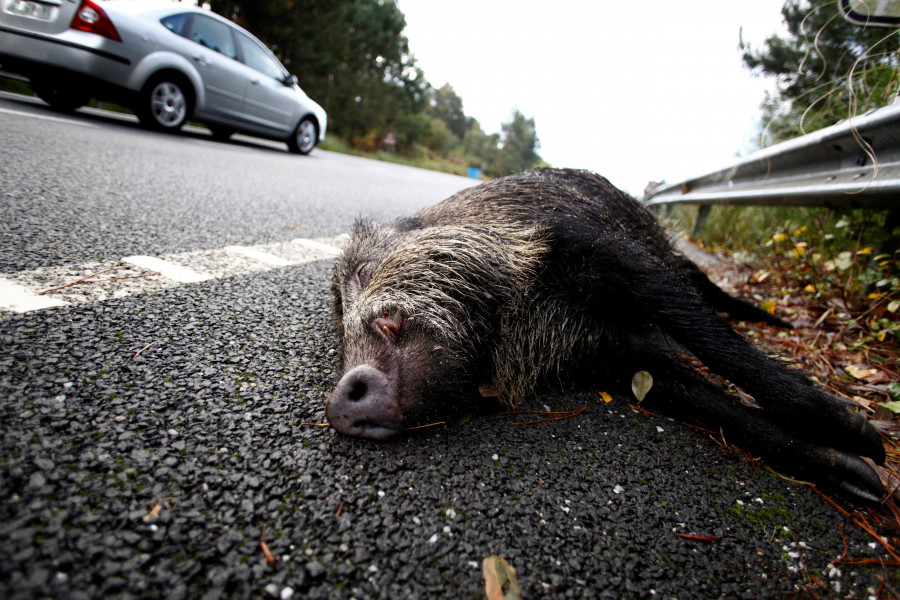 Un atropello a un jabalí en Sedes se salda con dos trasladados al Marcide