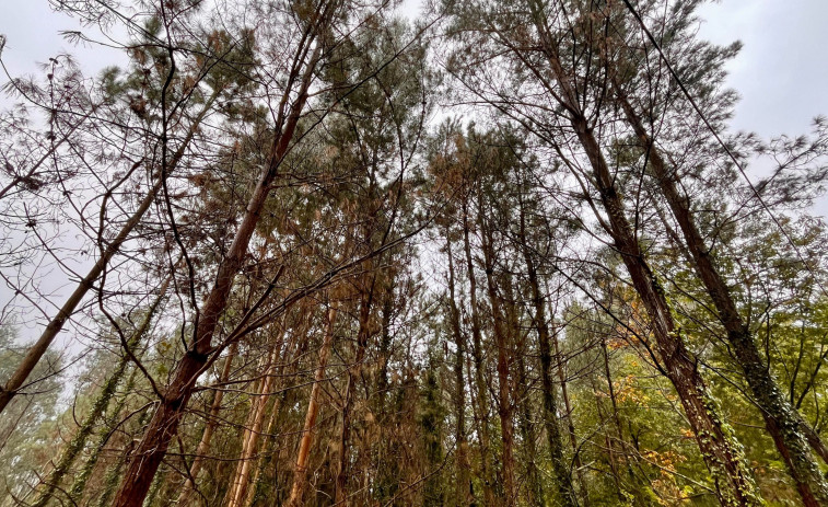 Pontedeume podría contar con un tercer árbol 