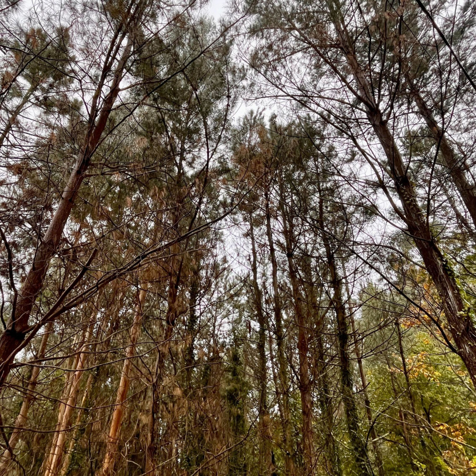 Pontedeume podría contar con un tercer árbol 