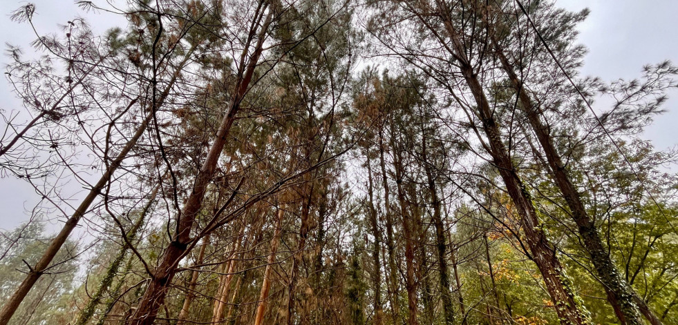 Pontedeume podría contar con un tercer árbol 