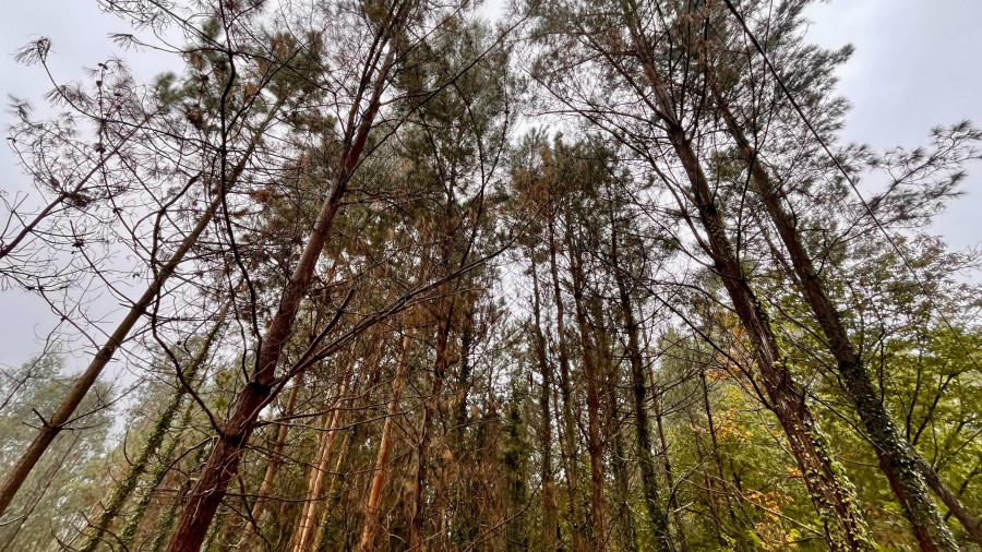 Pontedeume podría contar con un tercer árbol "senlleiro"