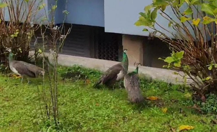 Paseo dominical de los pavos reales del parque de Ferrol