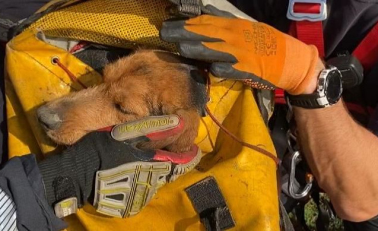 Los Bomberos rescatan a  un perro de caza en unos acantilados de Ferrol