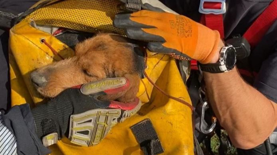 Los Bomberos rescatan a  un perro de caza en unos acantilados de Ferrol