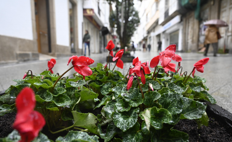 Los crisantemos del centro de Ferrol dan el paso a los cyclamen por las navidades