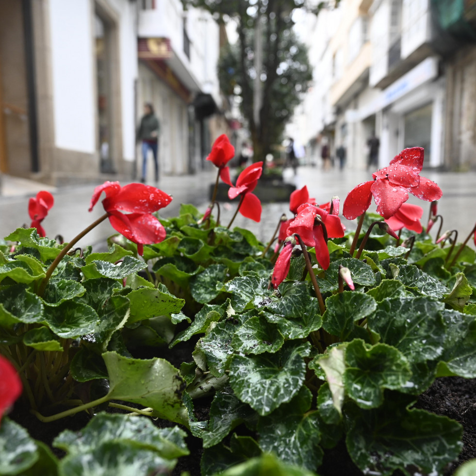 Flores calle dolores