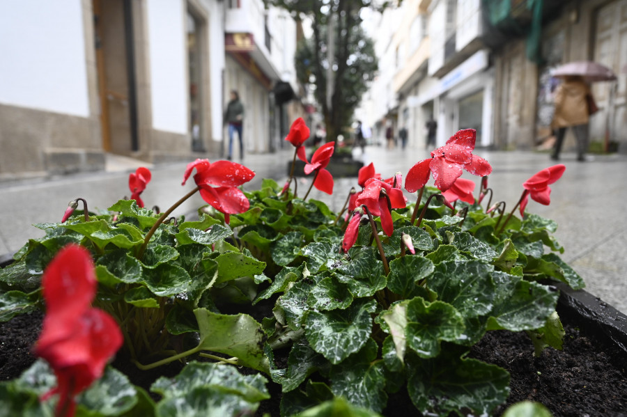 Los crisantemos del centro de Ferrol dan el paso a los cyclamen por las navidades