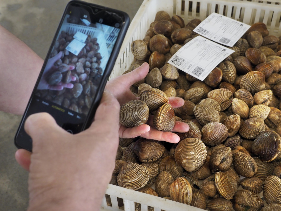 El precio medio del producto de la cofradía de Ferrol sube 3,5 euros