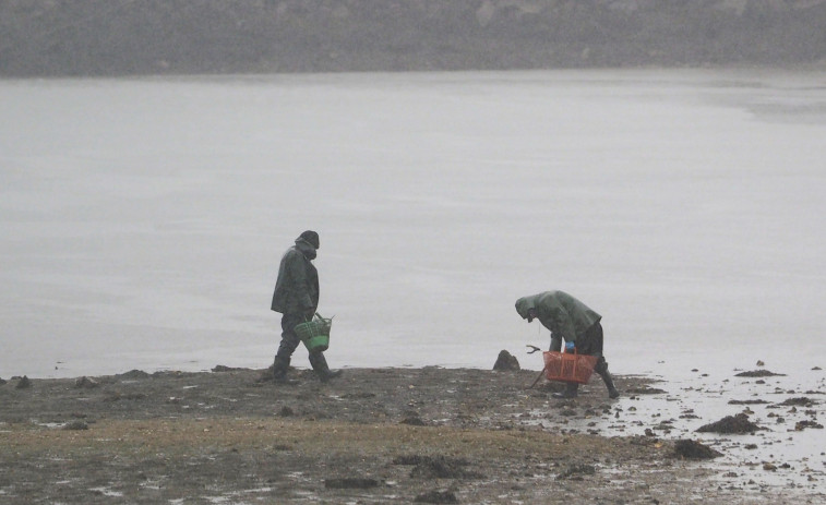 Ferrolterra perdió en la última década el 30% de los permisos de marisqueo a pie