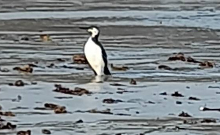 ¿Una cría de pingüino paseando por las playas de Ferrol?