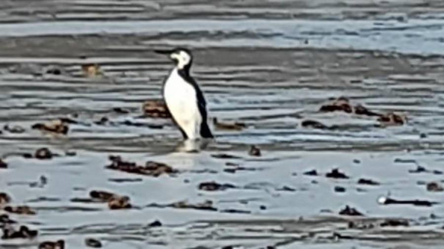 ¿Una cría de pingüino paseando por las playas de Ferrol?