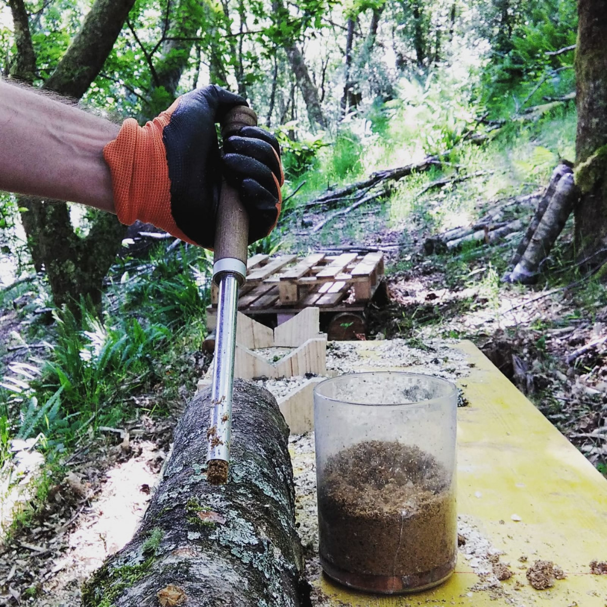 Setabella shiitake As Pontes