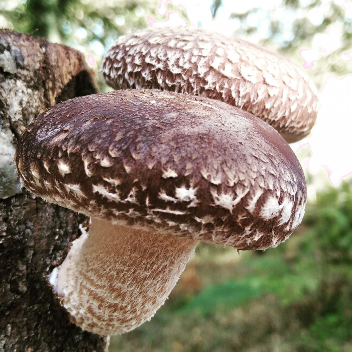 Setabella shiitake As Pontes2