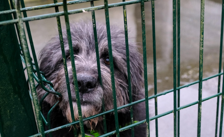 Adoptar para devolver perros y gatos: el quebradero de cabeza de las protectoras de Ferrolterra