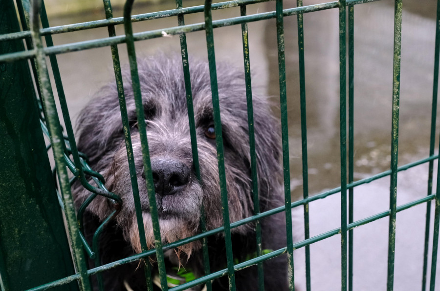 Adoptar para devolver perros y gatos: el quebradero de cabeza de las protectoras de Ferrolterra