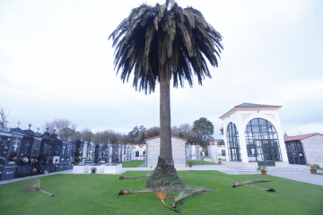 Palmera cementerio santa rita xuvia