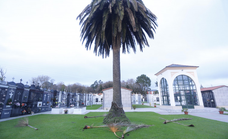 Alertan sobre el peligro de la caída de ramas de palmeras en el cementerio de Santa Rita de Xuvia