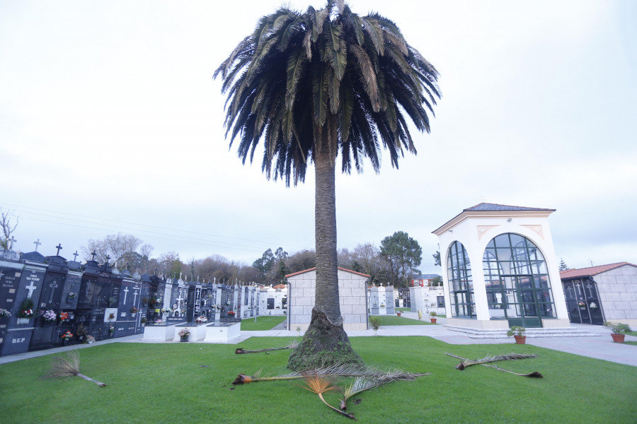 Alertan sobre el peligro de la caída de ramas de palmeras en el cementerio de Santa Rita de Xuvia