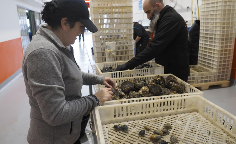 Mar y Cetga usarán probióticos naturales para estudiar la supervivencia de los bivalvos en la ría