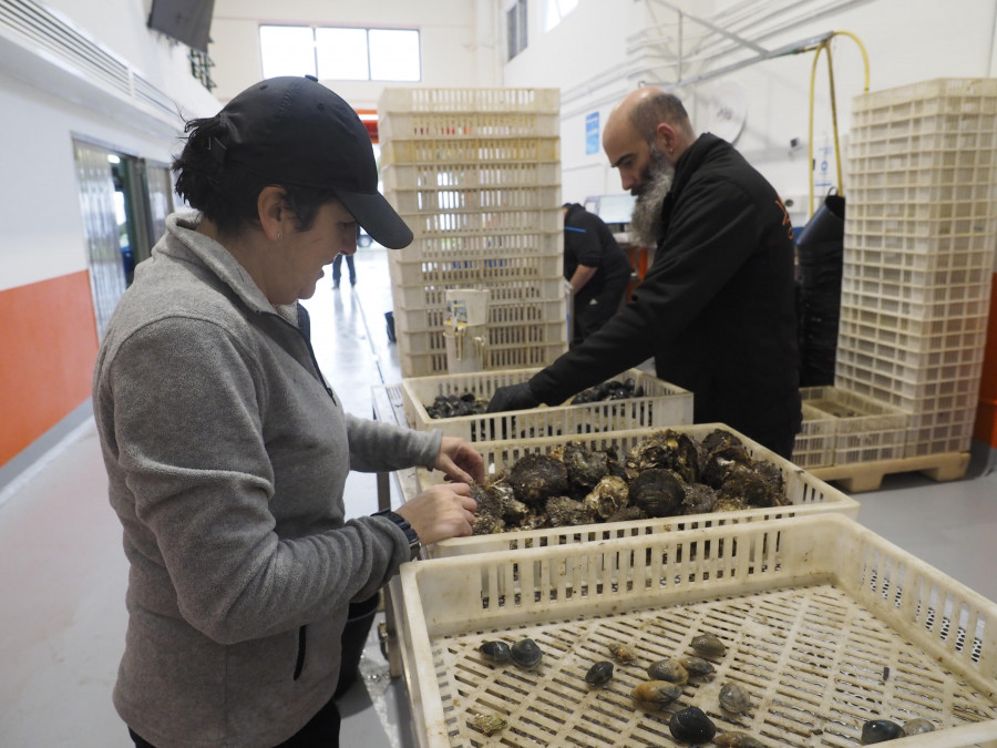 Mar y Cetga usarán probióticos naturales para estudiar la supervivencia de los bivalvos en la ría