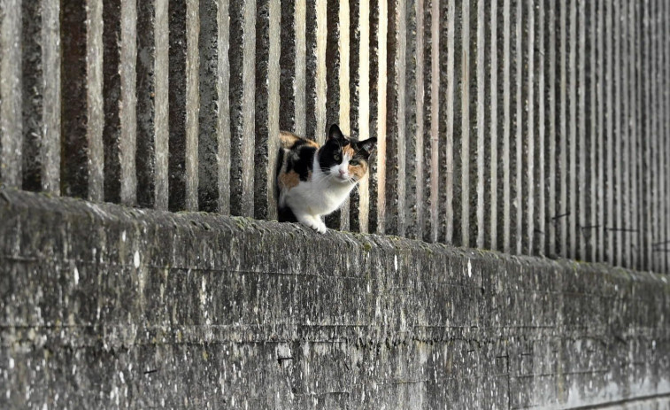 Los vecinos de Ares controlan 14 colonias felinas, con más de cien gatos bajo supervisión