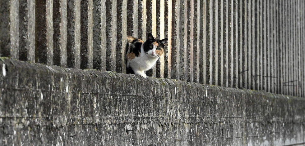 Los vecinos de Ares controlan 14 colonias felinas, con más de cien gatos bajo supervisión