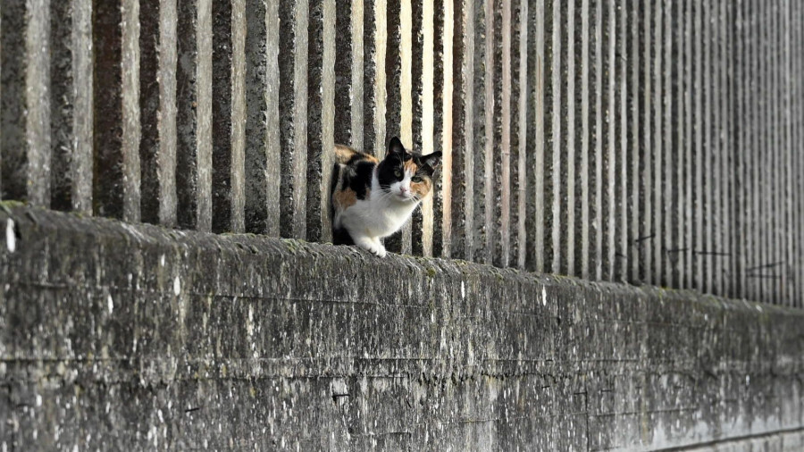 Los vecinos de Ares controlan 14 colonias felinas, con más de cien gatos bajo supervisión