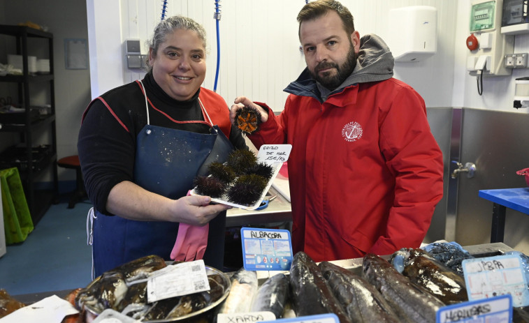 El erizo de la ría de Ferrol cuadruplicó su valor en los diez últimos años