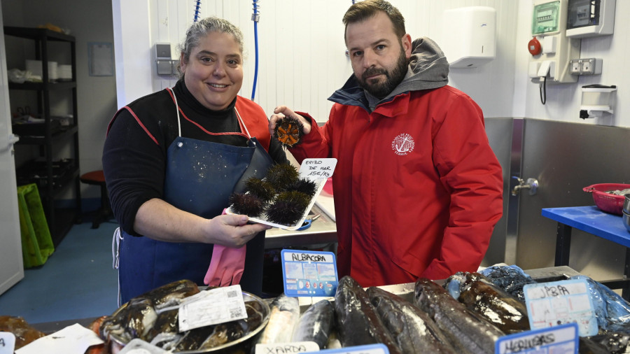 El erizo de la ría de Ferrol cuadruplicó su valor en los diez últimos años