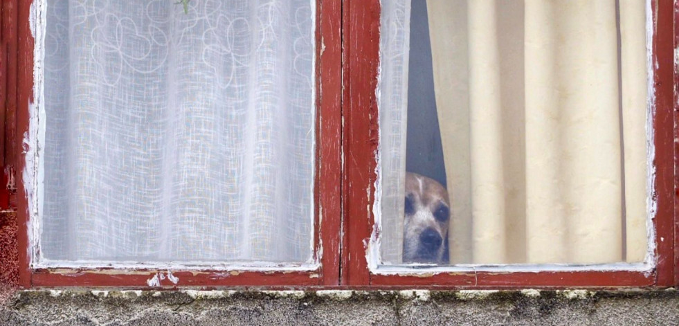 Narón se vuelca en una campaña de bienestar animal