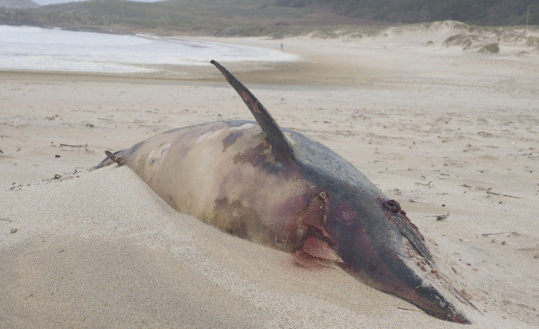 Más de 60 animales vararon en las costas de Ferrolterra el año pasado