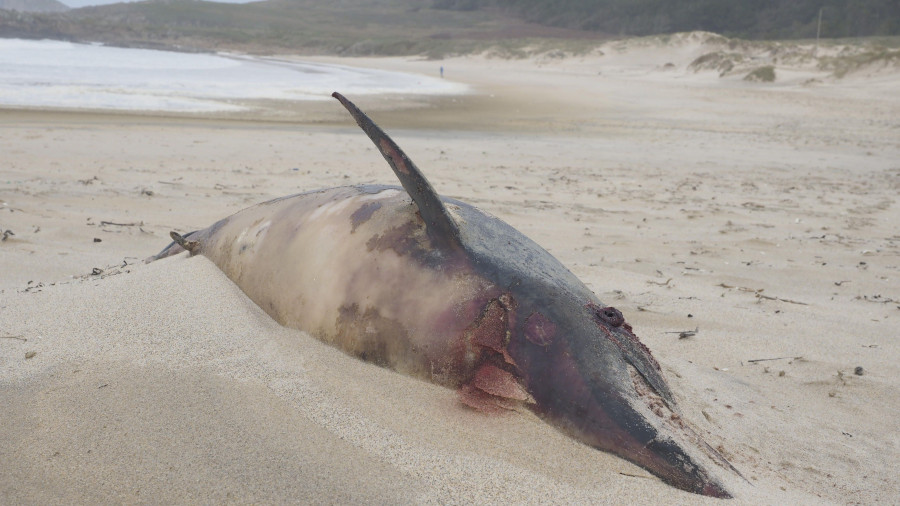 Más de 60 animales vararon en las costas de Ferrolterra el año pasado