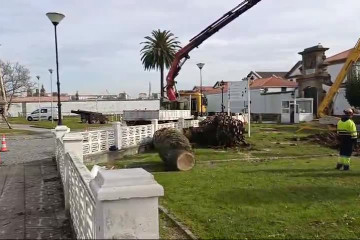 Poda palmera en el Arsenal