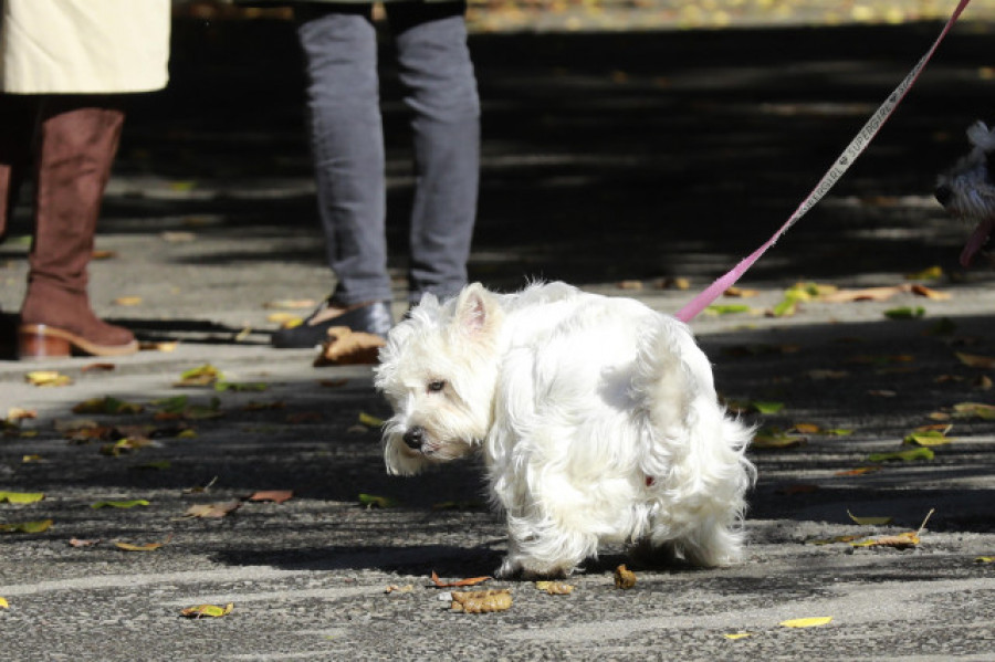 La patrulla canina se pone las pilas