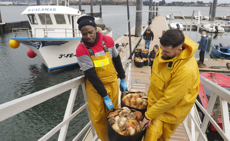 ¡A la rica vieira de la ría!: Ferrol y Barallobre trabajan a pleno rendimiento para extraer los mejores ejemplares