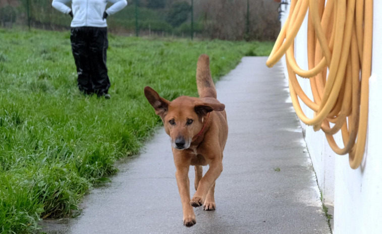 La Diputación apoya a Cometa en la atención a animales abandonados