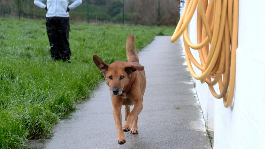 La Diputación apoya a Cometa en la atención a animales abandonados