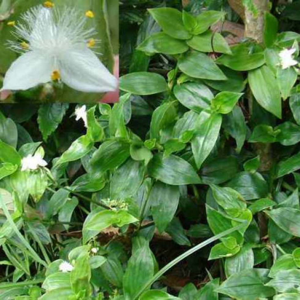 EjemplardeTradescantiaFluminensis