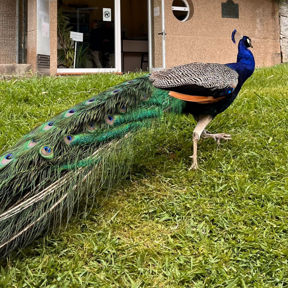 Los vecinos de Ferrol que después de 138 años siguen en la “edad del pavo”