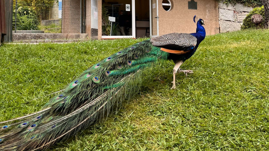 Los vecinos de Ferrol que después de 138 años siguen en la “edad del pavo”