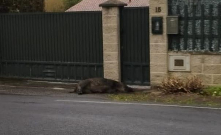 Espera desde el viernes para la retirada de un jabalí de la puerta de su casa en Ferrol