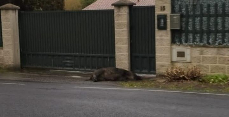 Espera desde el viernes para la retirada de un jabalí de la puerta de su casa en Ferrol