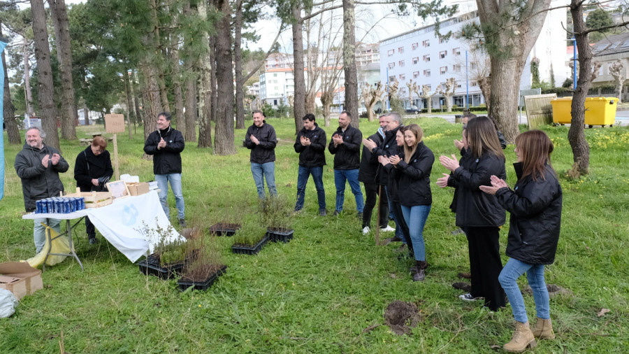 El grupo Albia y Bosquia reforestan media hectárea en el pinar de la playa de Cabanas