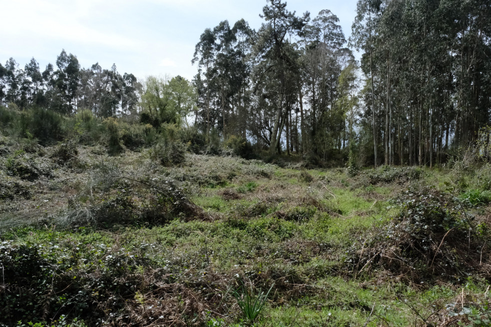 Castro de Centroña